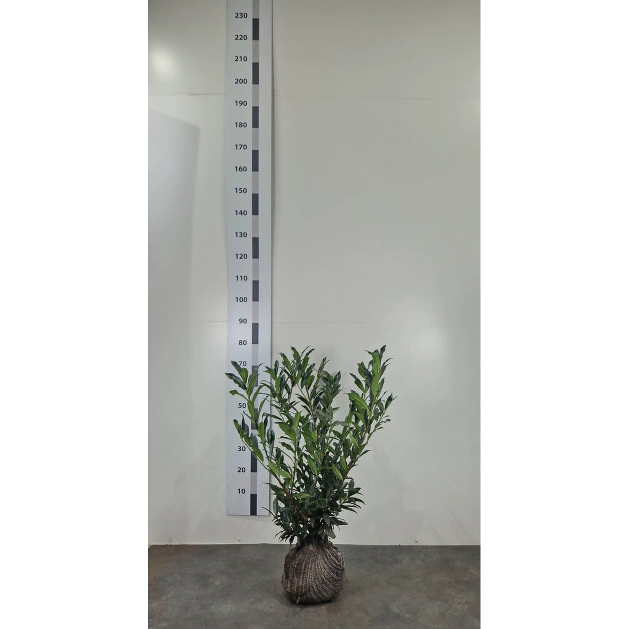 Lagerkörsbär – Prunus laurocerasus 'Otto Supreme' - 40-50 CM RB